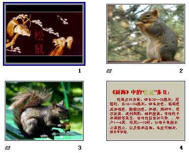 鿴Ԥͼ