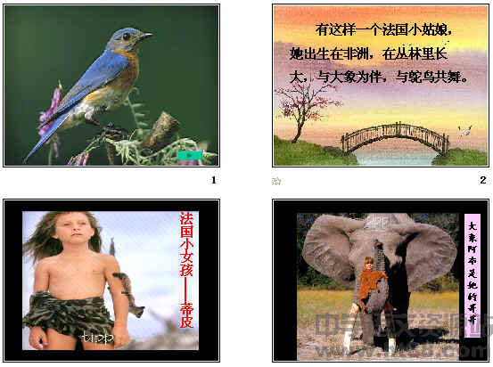 鿴Ԥͼ