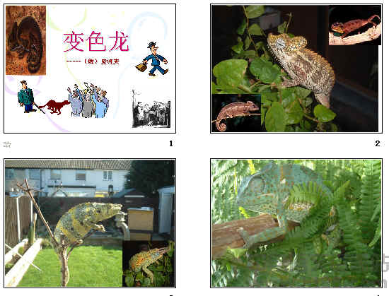 鿴Ԥͼ