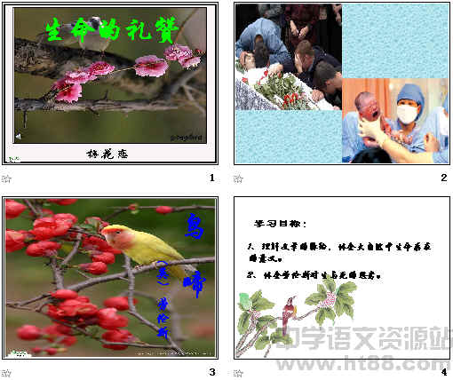 鿴Ԥͼ